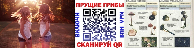 Псилоцибиновые грибы прущие грибы Белокуриха